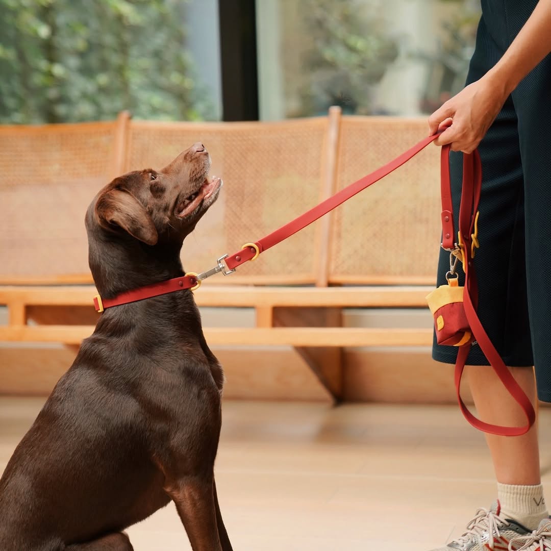 Fritz Collar + Leash Walk Set