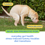 Probiotic Topper