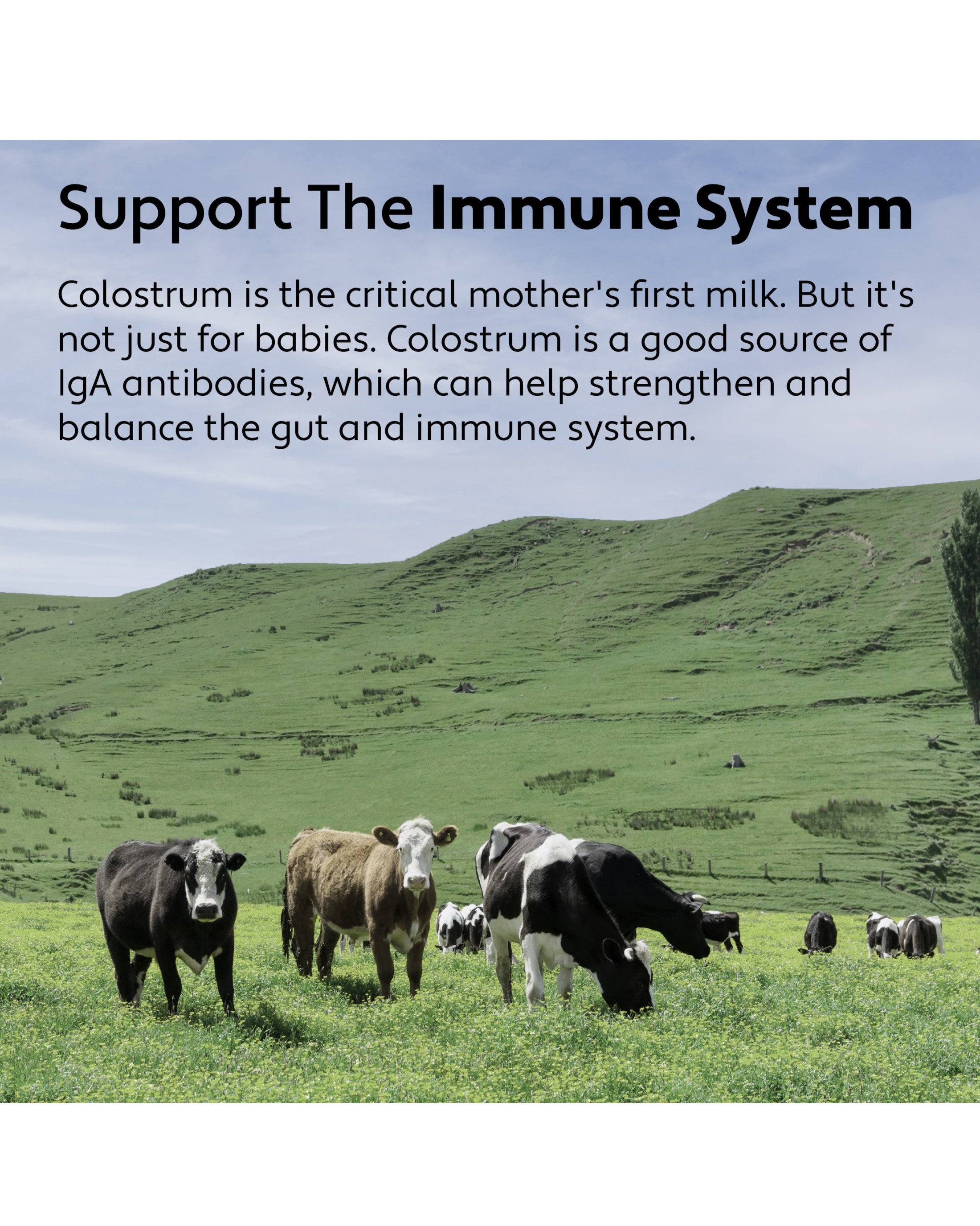Bovine Colostrum